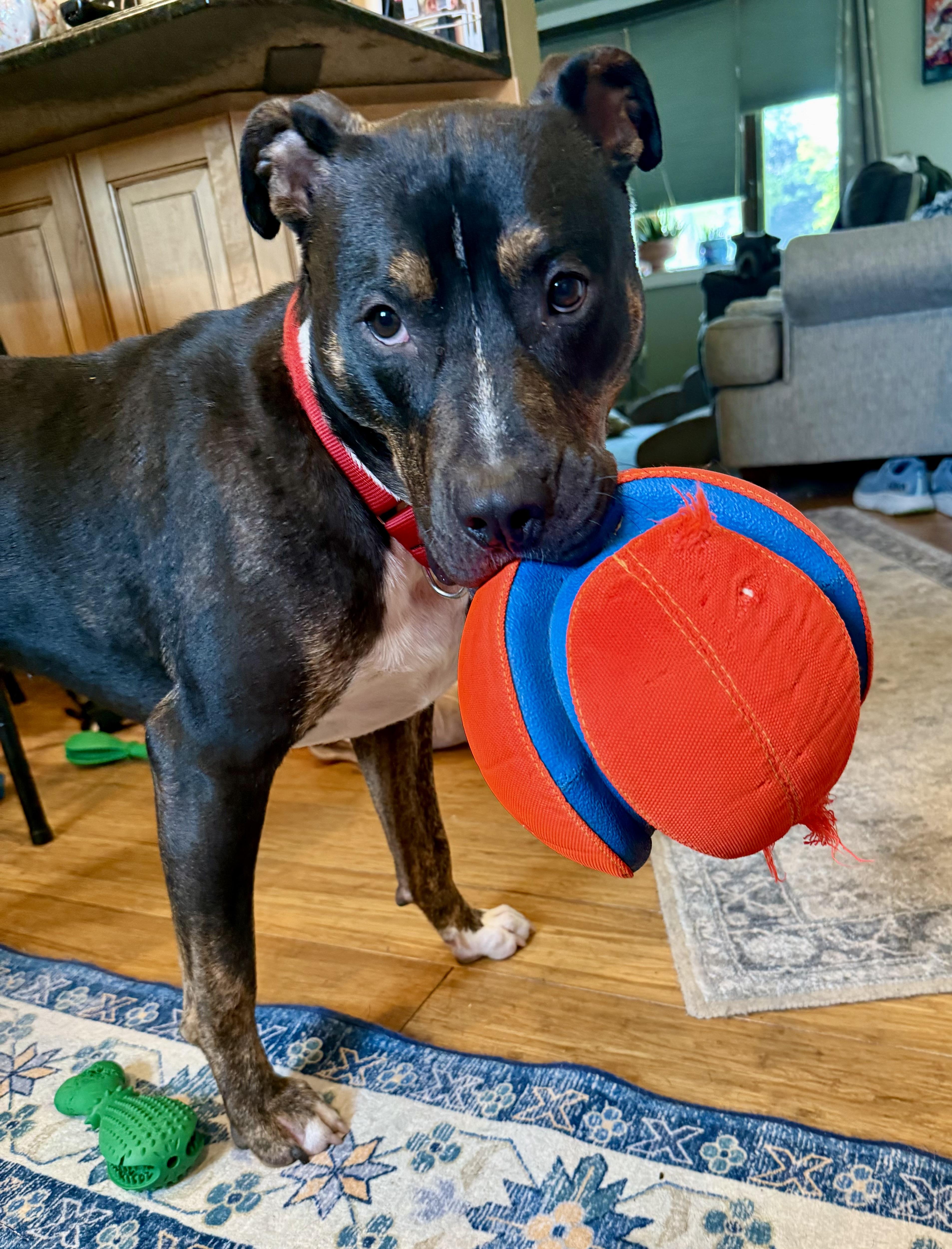 Enlarge Bo, a Adopted mixed breed in Cary, IL image 1/6