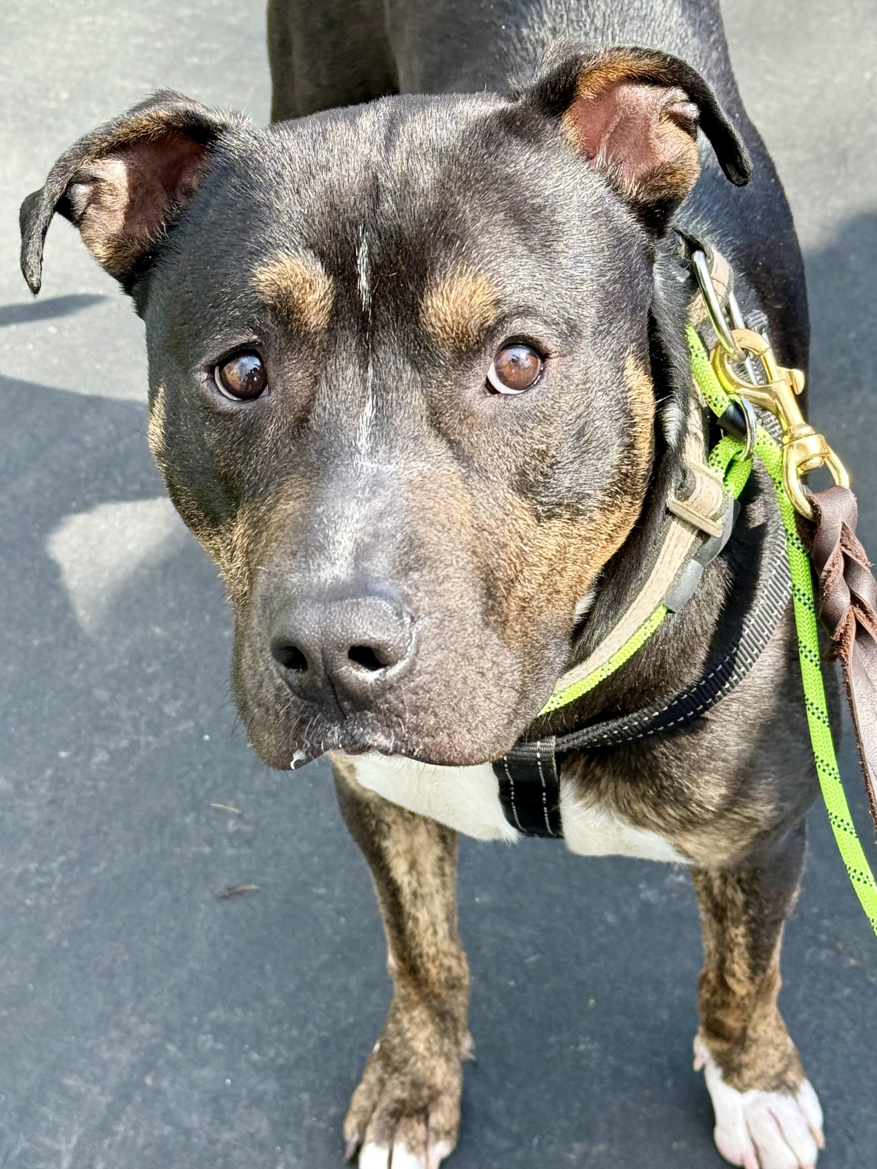 Enlarge Bo, a Adopted mixed breed in Cary, IL image 2/6