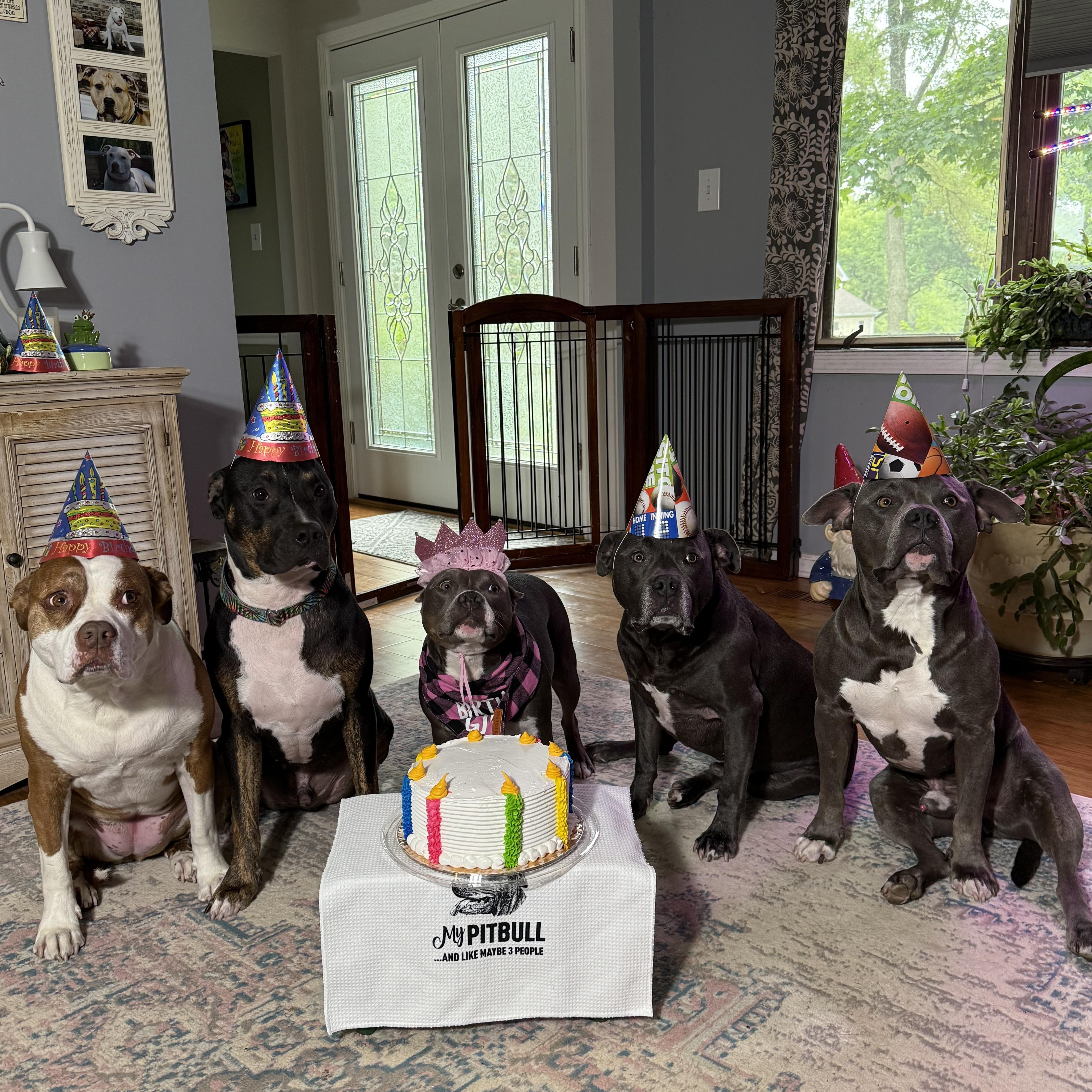 Enlarge Bo, a Adopted mixed breed in Cary, IL image 3/6