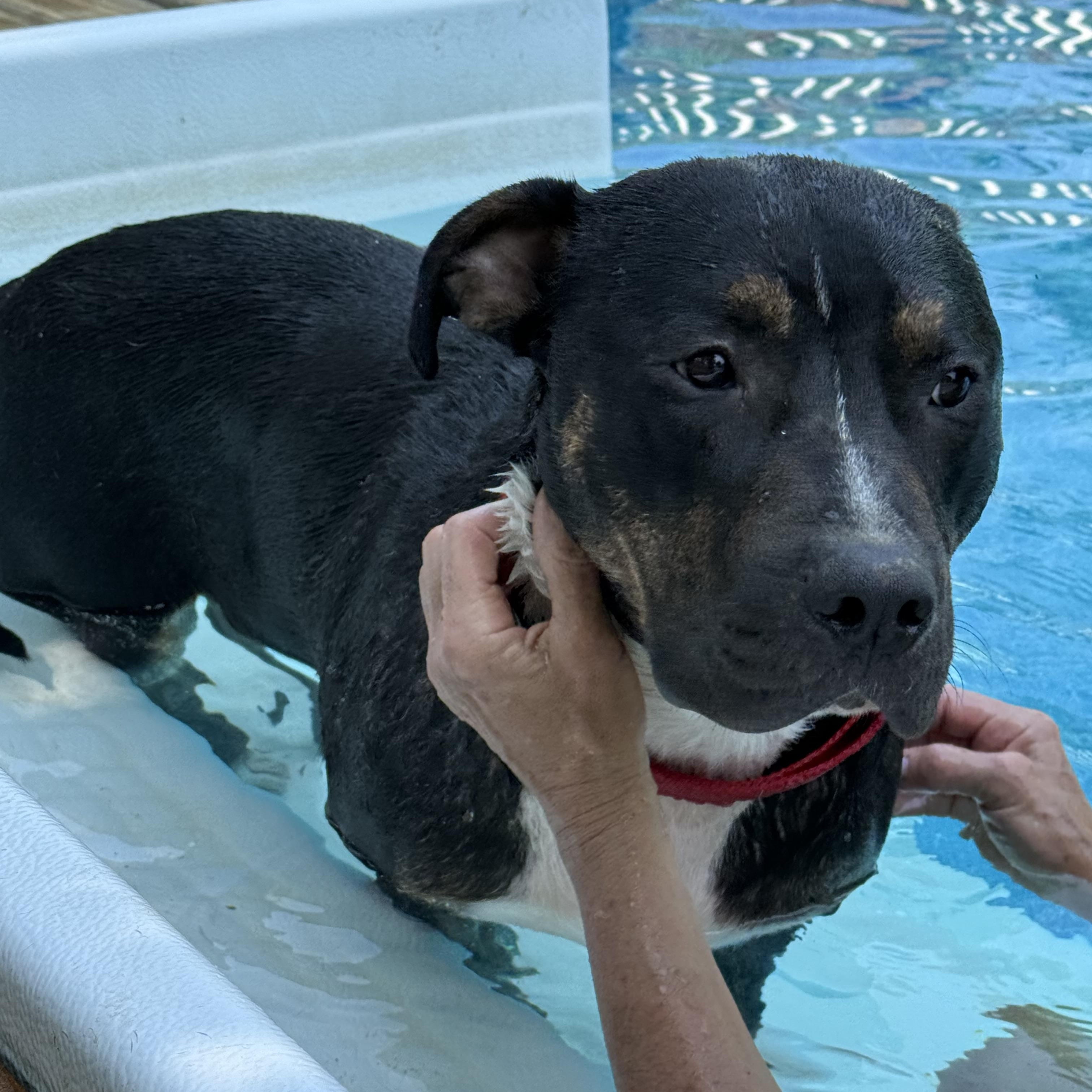 Enlarge Bo, a Adopted mixed breed in Cary, IL image 4/6