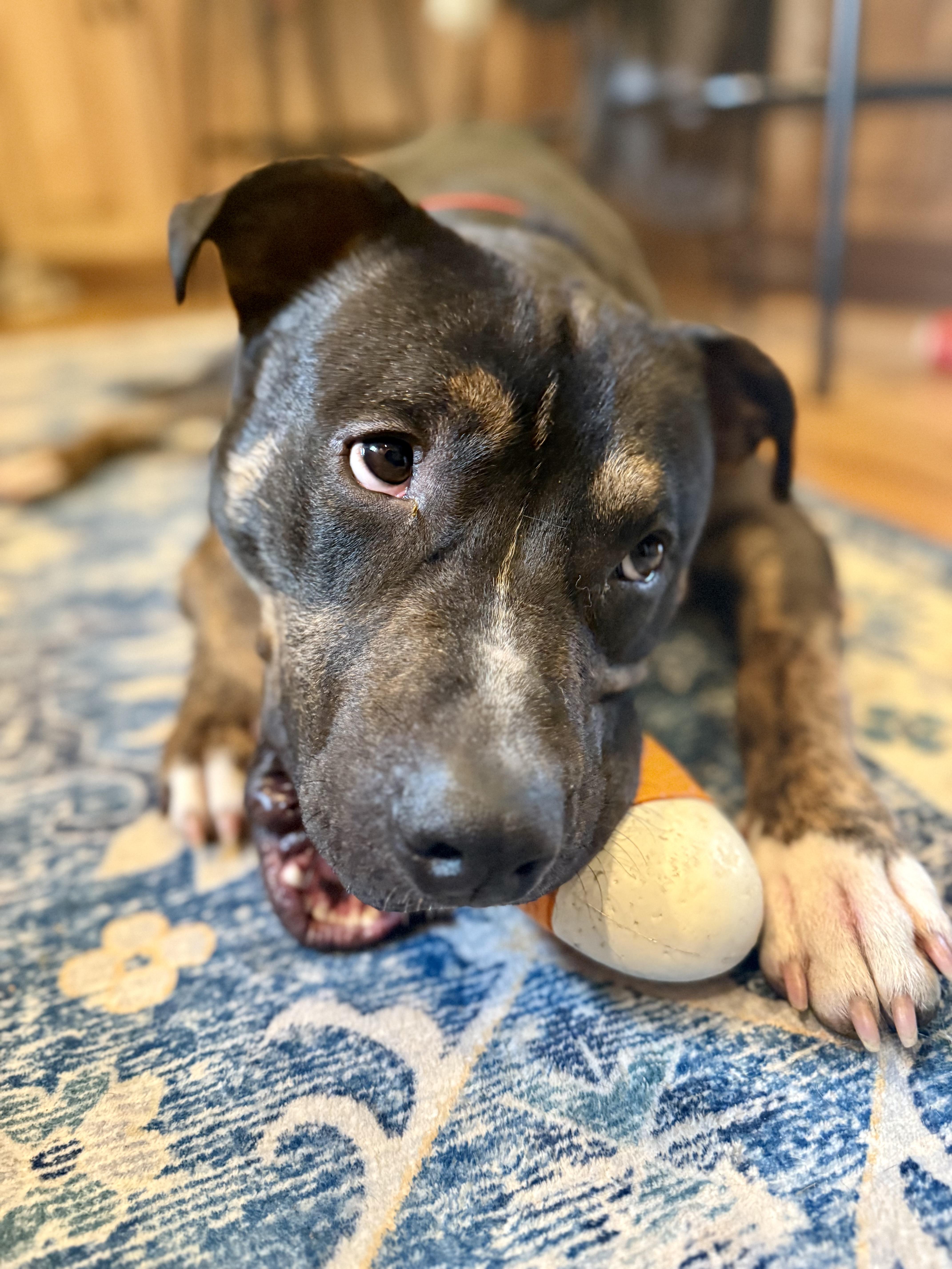 Enlarge Bo, a Adopted mixed breed in Cary, IL image 5/6