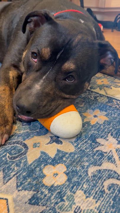 Enlarge Bo, a Adopted mixed breed in Cary, IL video 6/6