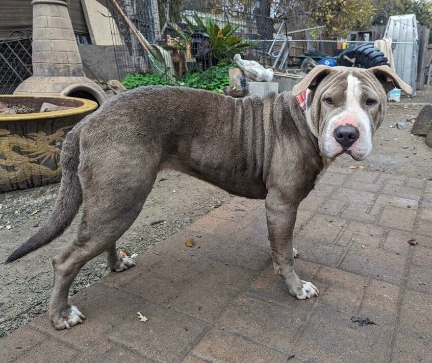 Enlarge Star, a Adoptable mixed breed in Lodi, CA image 1/2