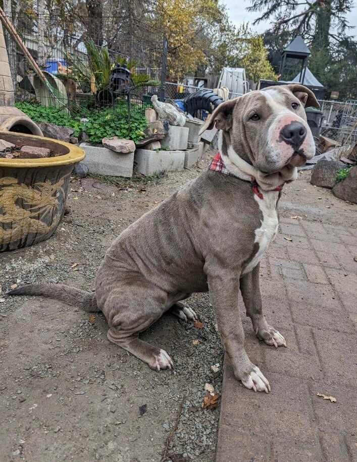 Enlarge Star, a Adoptable mixed breed in Lodi, CA image 2/2