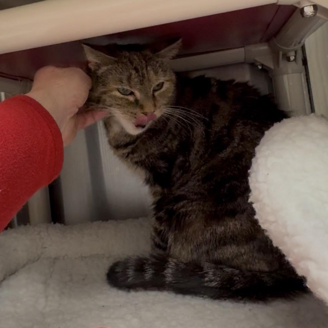 Enlarge Danielle, a Adoptable mixed breed in North Kingstown, RI image 4/6