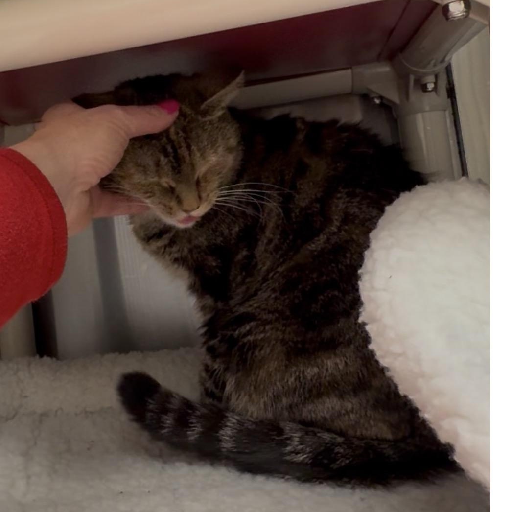 Danielle, Adoptable, Adult Female Domestic Short Hair & Tiger.