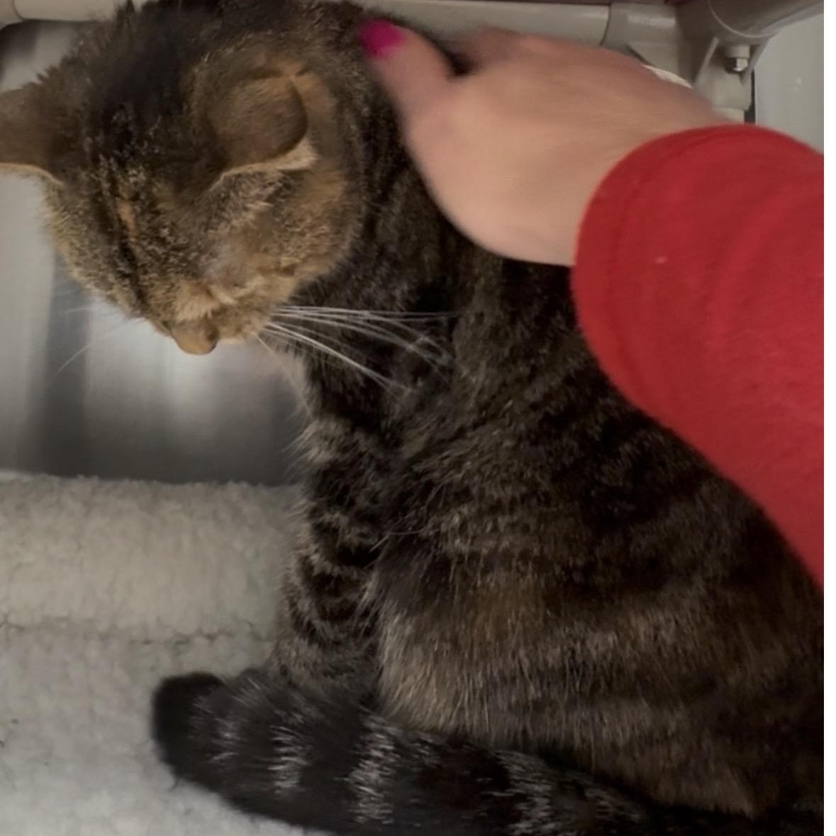 Enlarge Danielle, a Adoptable mixed breed in North Kingstown, RI image 2/6