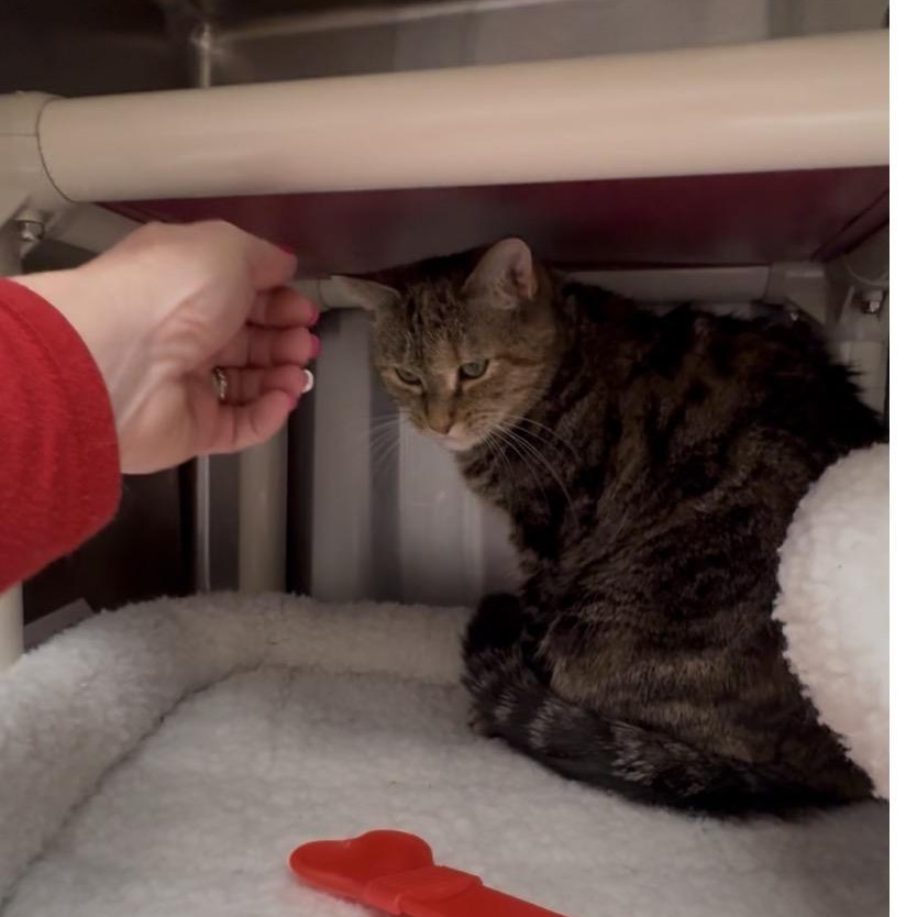 Enlarge Danielle, a Adoptable mixed breed in North Kingstown, RI image 5/6