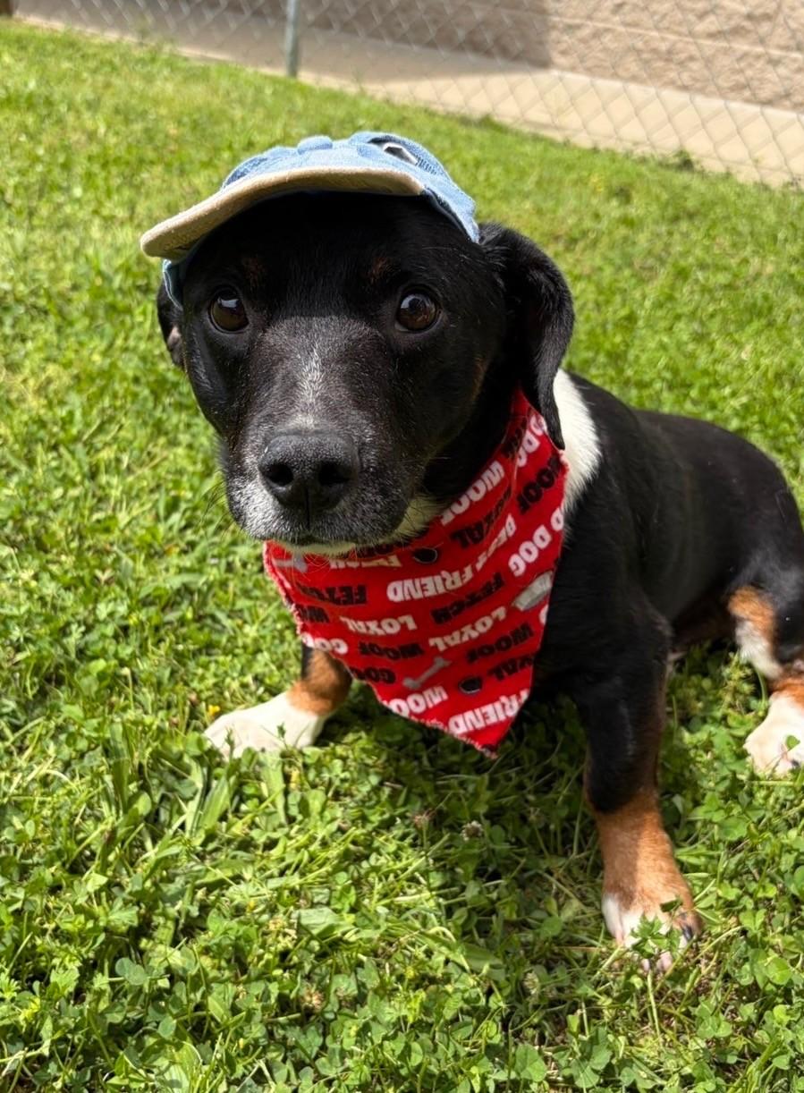 Enlarge Holstein , a ADOPTABLE mixed breed in Fayetteville, AR image 2/6