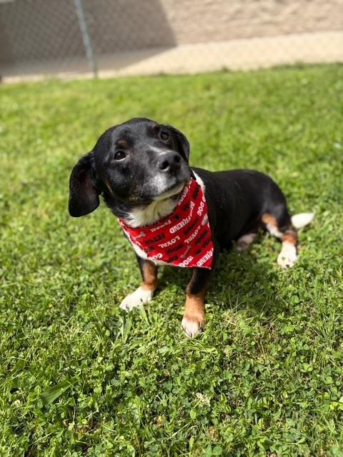 Enlarge Holstein , a ADOPTABLE mixed breed in Fayetteville, AR image 5/6