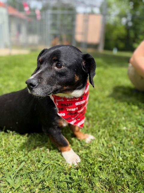 Enlarge Holstein , a ADOPTABLE mixed breed in Fayetteville, AR image 6/6