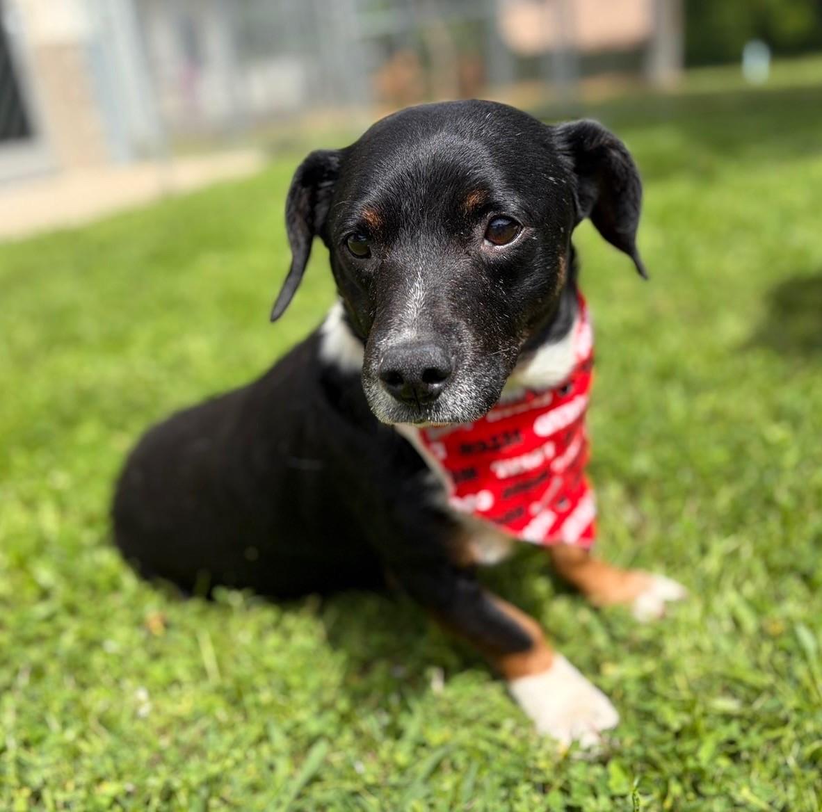 Enlarge Holstein , a ADOPTABLE mixed breed in Fayetteville, AR image 3/6