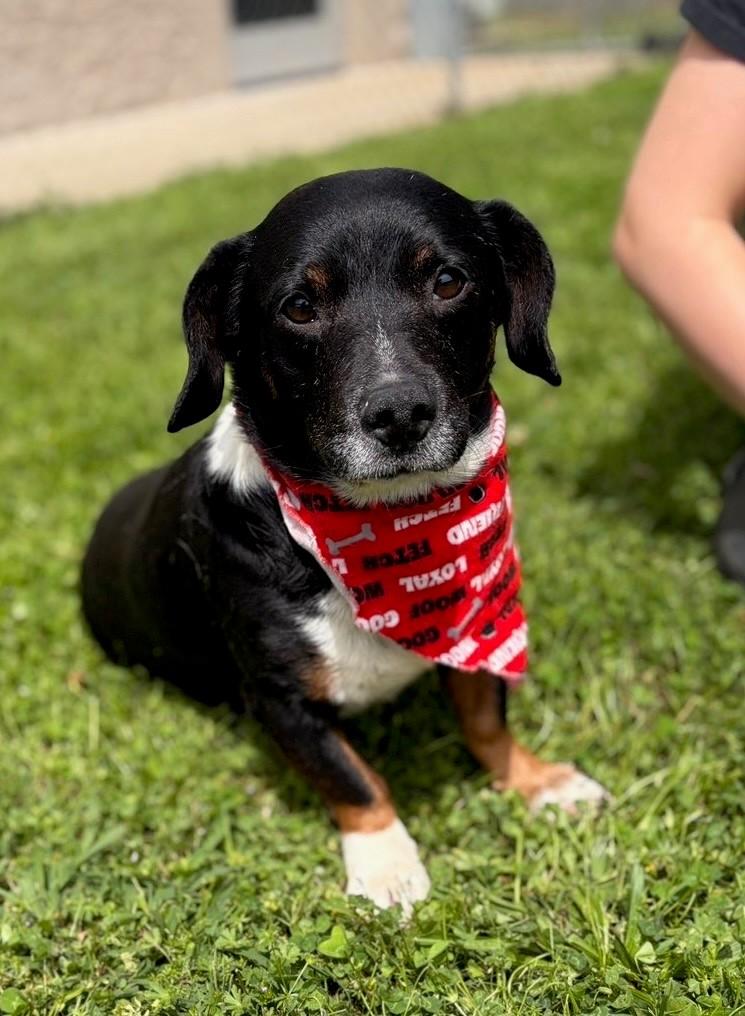 Holstein , ADOPTABLE, Adult Male Corgi & Basset Hound.