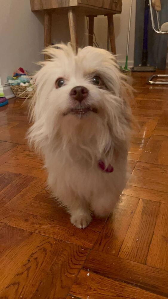 Alvin, Adoptable, Adult Male Yorkshire Terrier & Poodle.