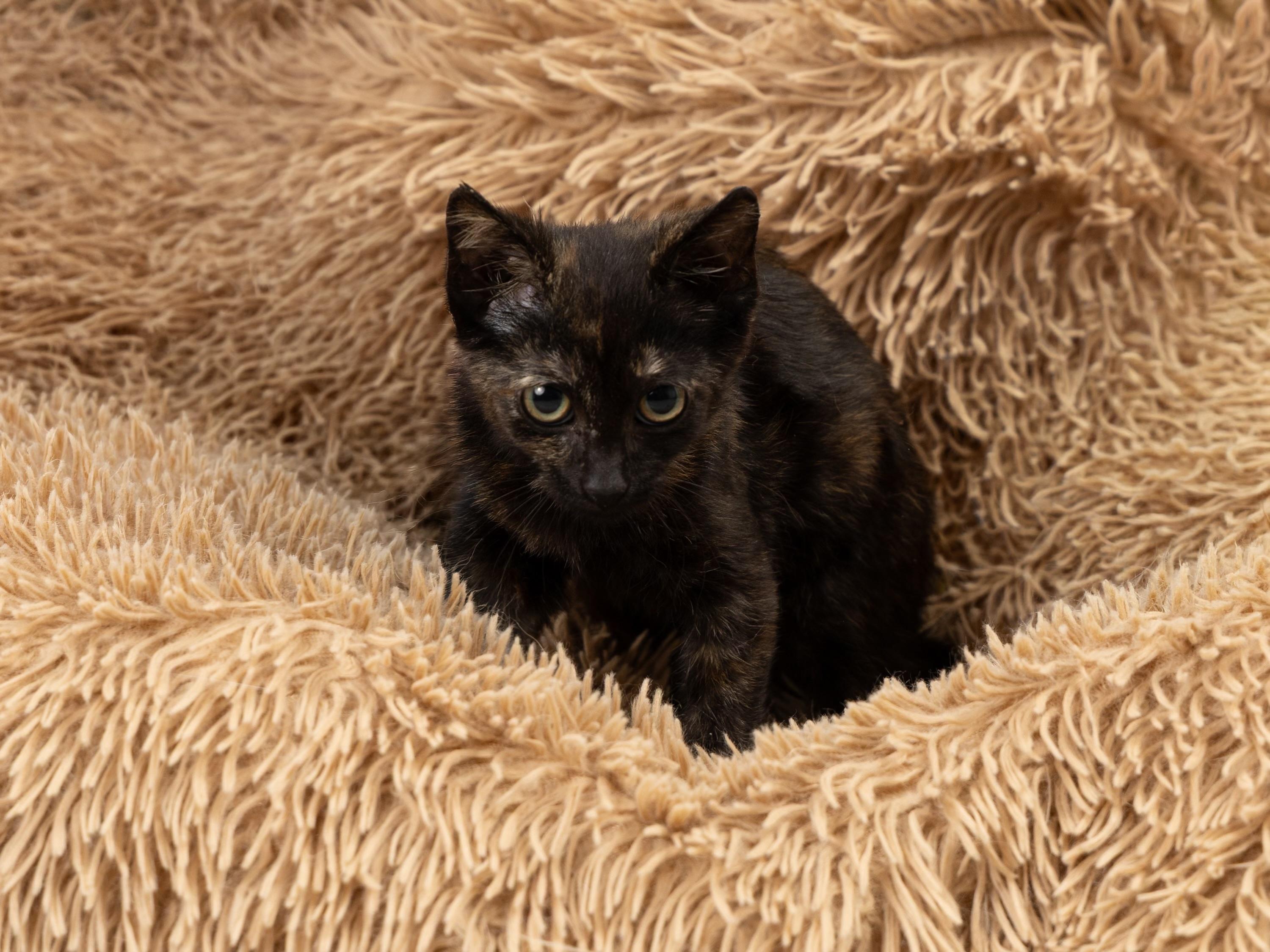 Itzy Bitzy, Adoptable, Kitten Female Domestic Short Hair.
