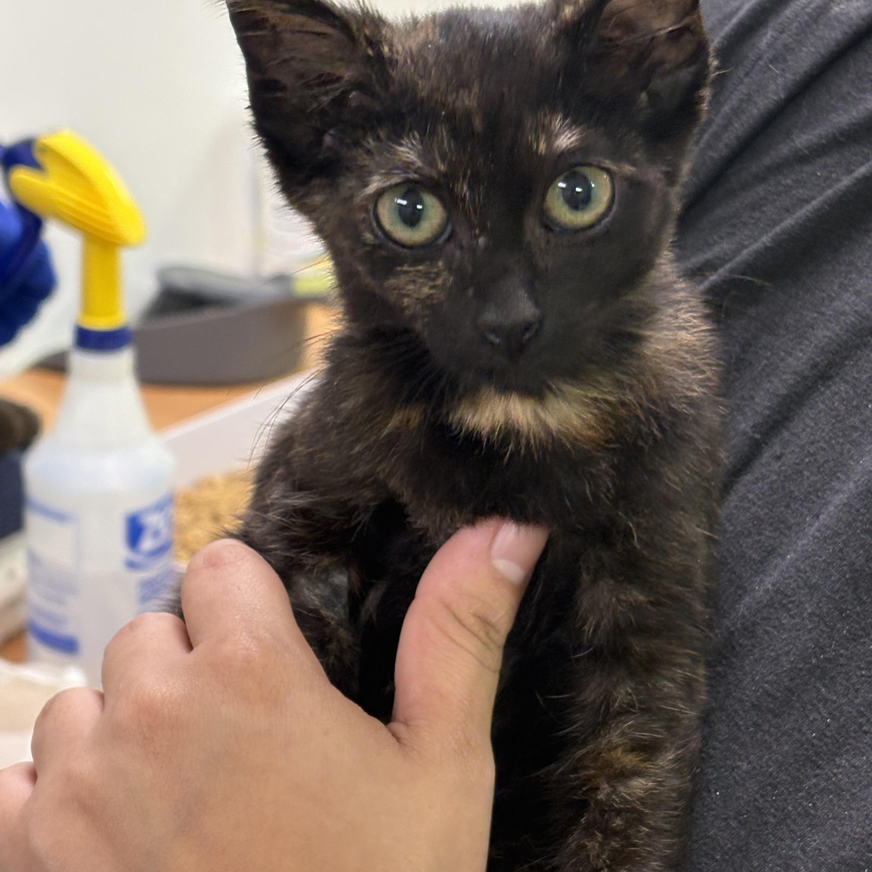 Enlarge Itzy Bitzy, a Adoptable Domestic Short Hair in Blue Springs, MO image 2/3
