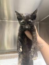 Itzy Bitzy, ADOPTABLE, Kitten Female Domestic Short Hair.
