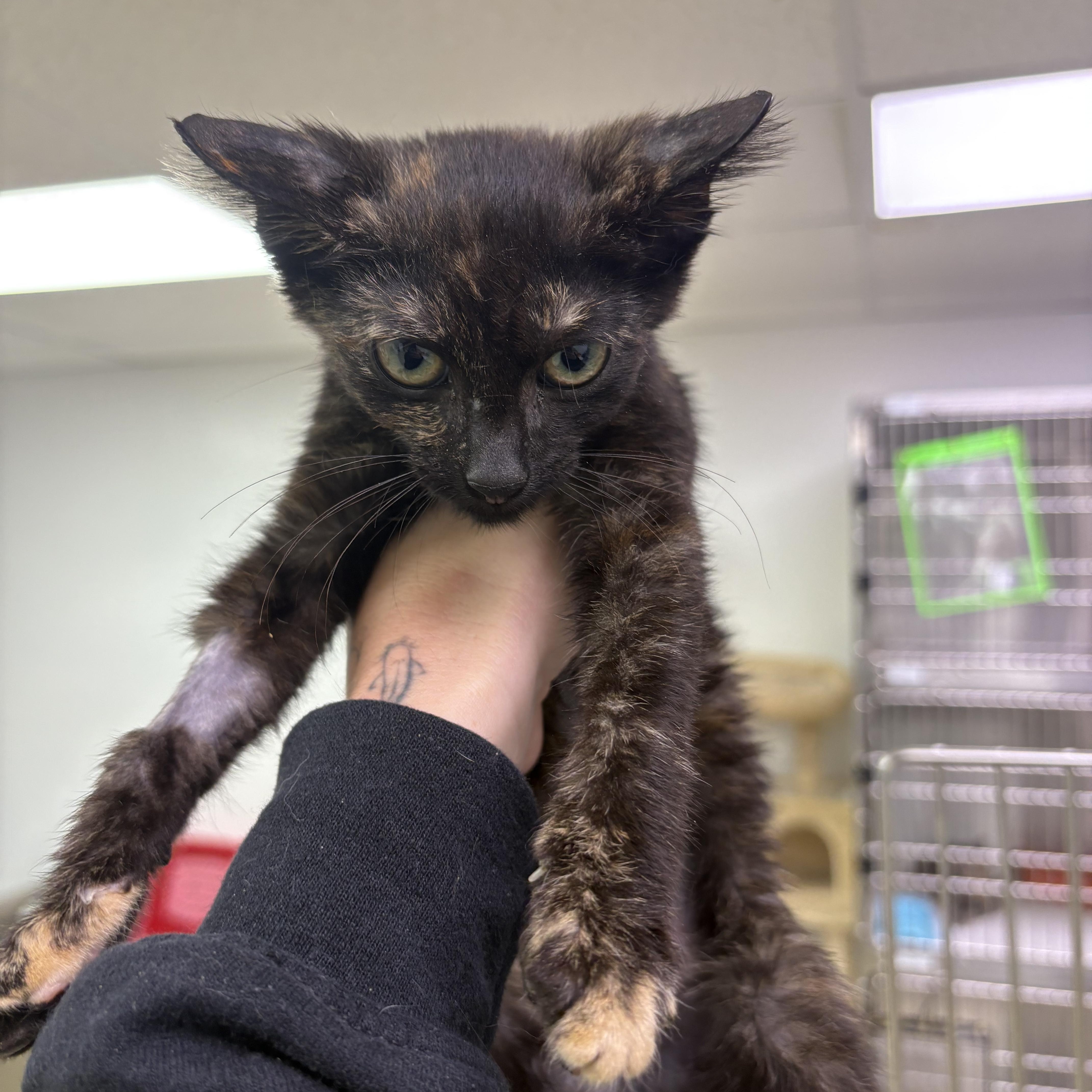 Enlarge Itzy Bitzy, a Adoptable Domestic Short Hair in Blue Springs, MO image 3/3