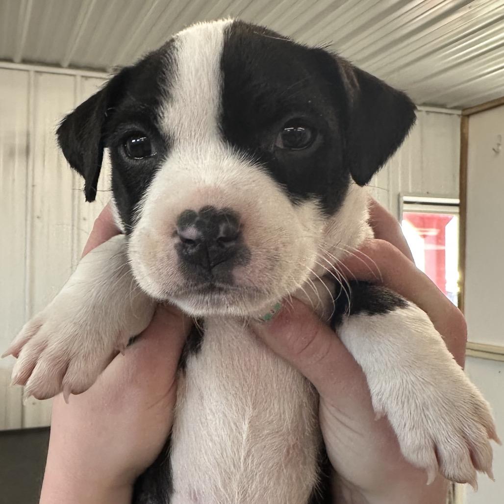 Enlarge Brie, a Adoptable mixed breed in Spanish Fork, UT image 2/6
