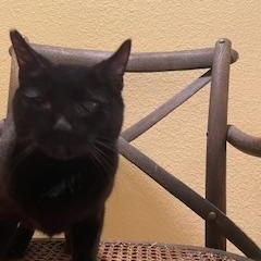 Onyx, Adoptable, Adult Female Domestic Short Hair.