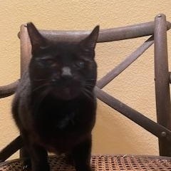 Onyx, a Adoptable Domestic Short Hair in Houston, TX image 2/4