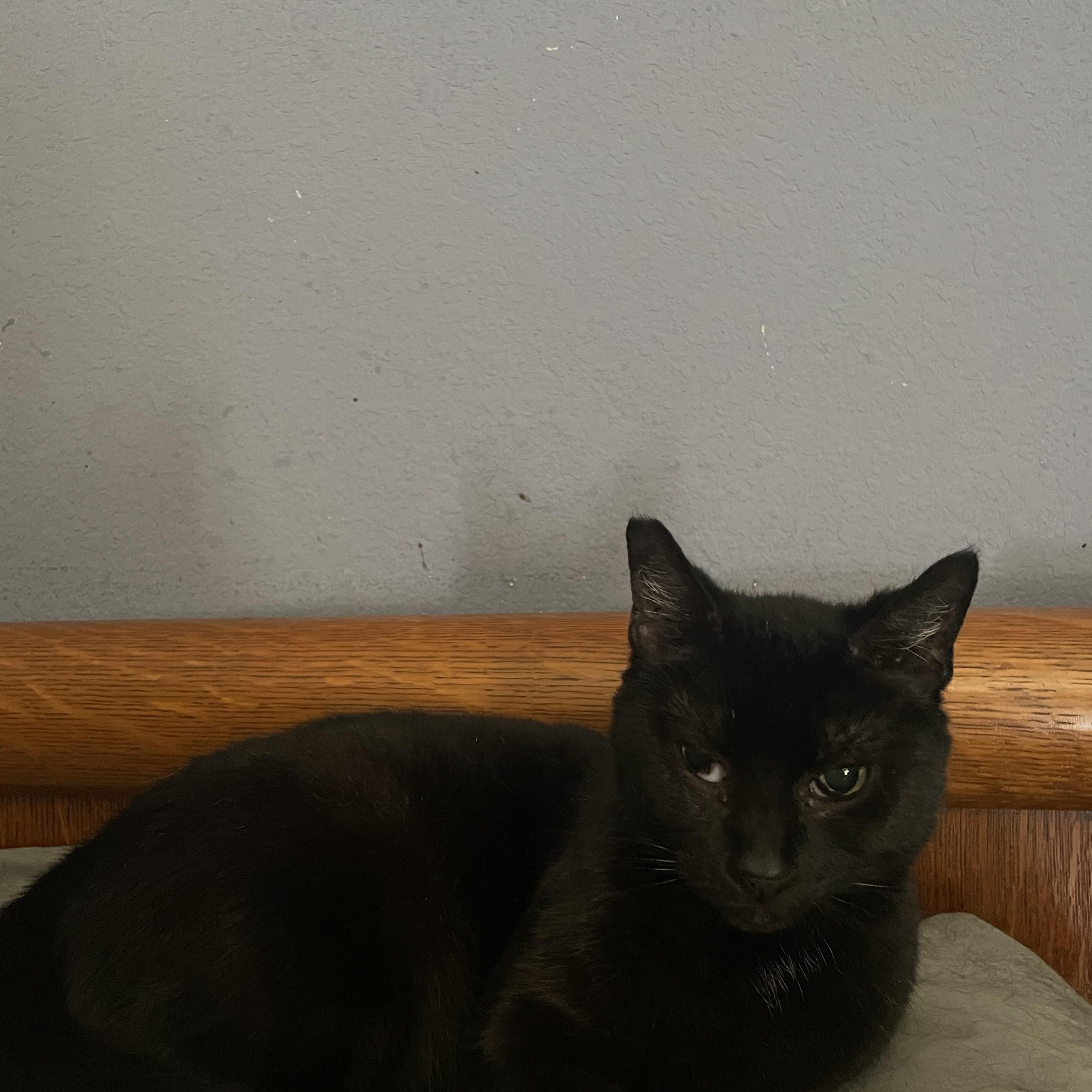 Onyx, a Adoptable Domestic Short Hair in Houston, TX image 3/4