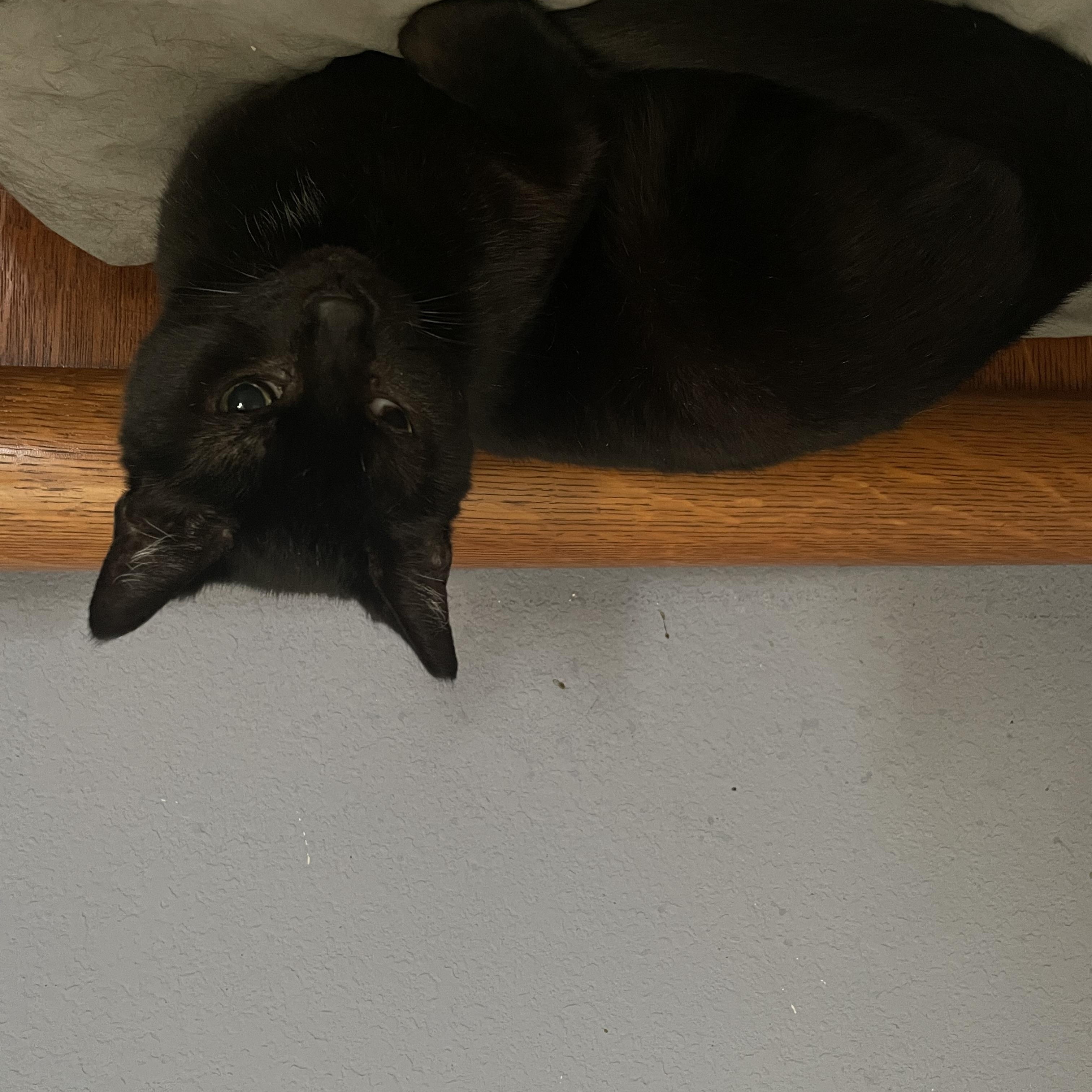 Onyx, a Adoptable Domestic Short Hair in Houston, TX image 4/4