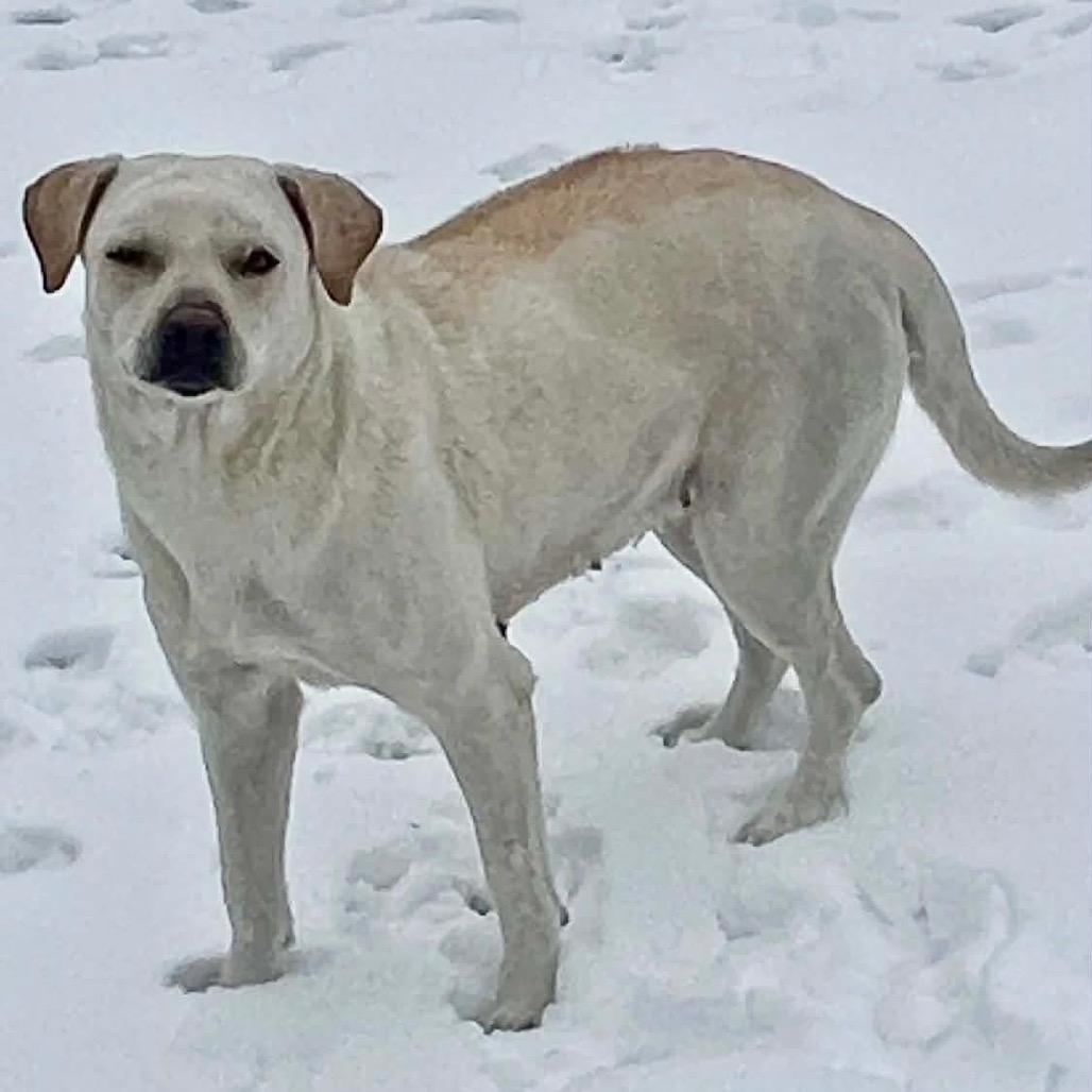 Zulu, Adoptable, Adult Female Rhodesian Ridgeback.