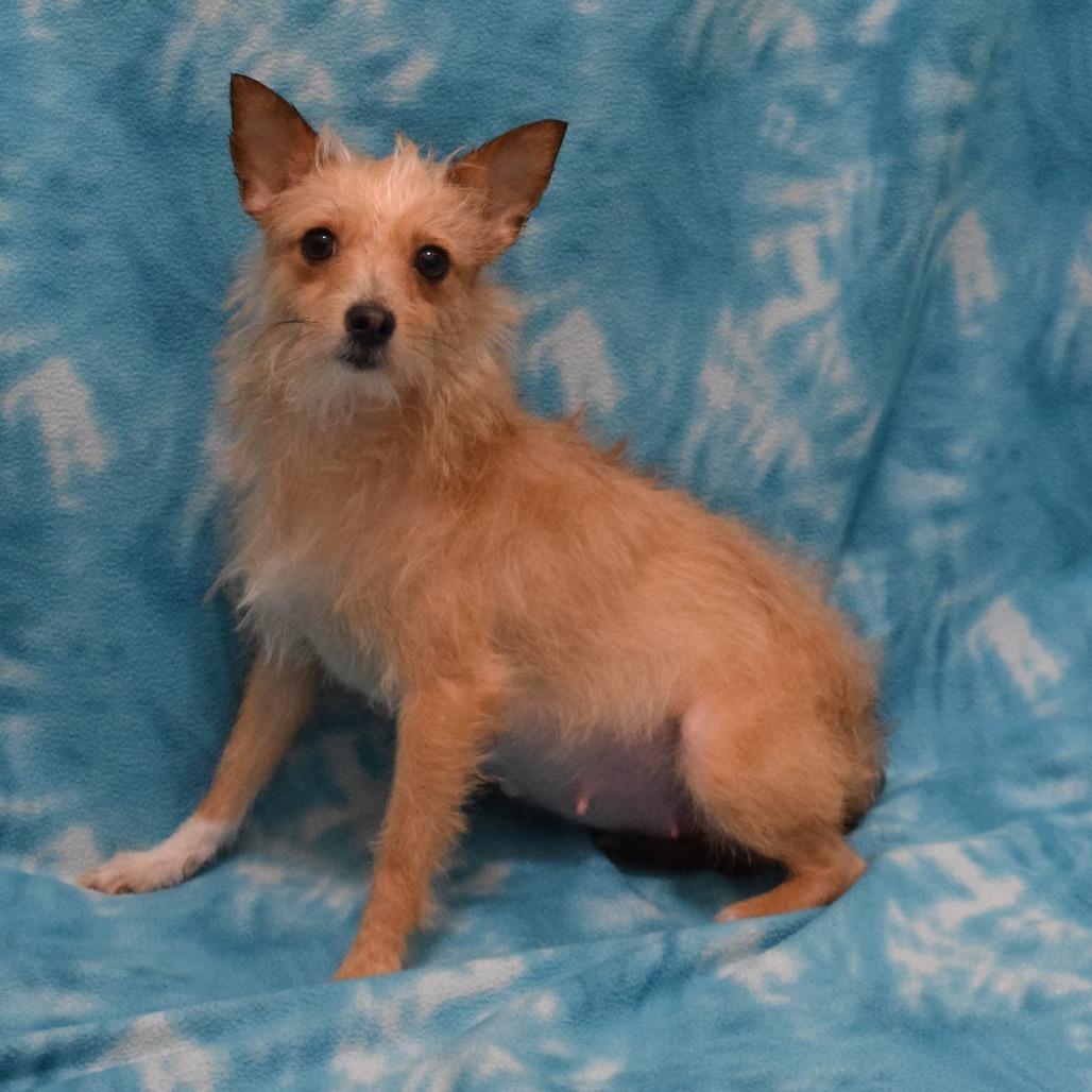Petunia, Adoptable, Adult Female Terrier & None.