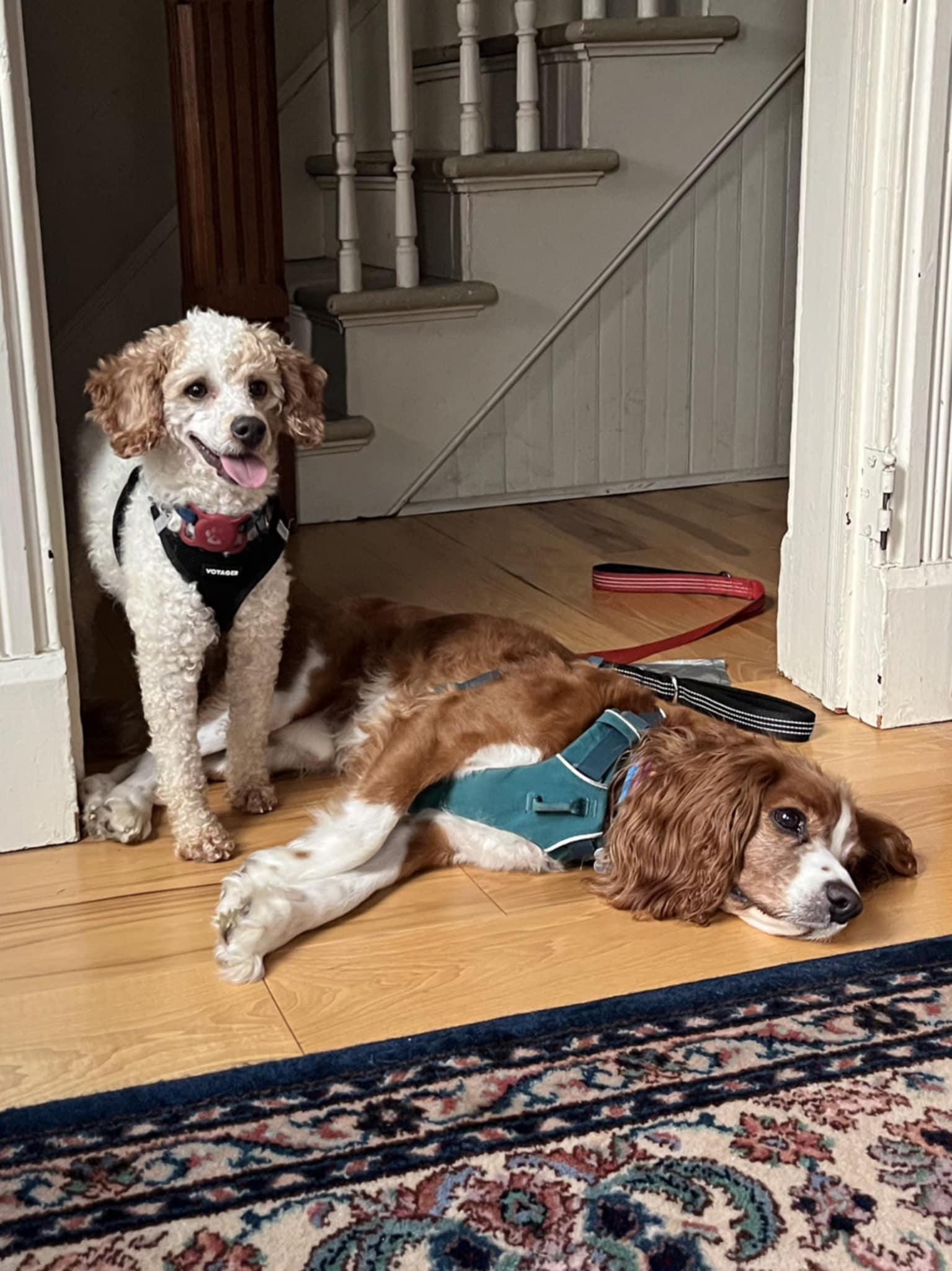 Pedro Pascal, Adoptable, Adult Male Miniature Poodle.