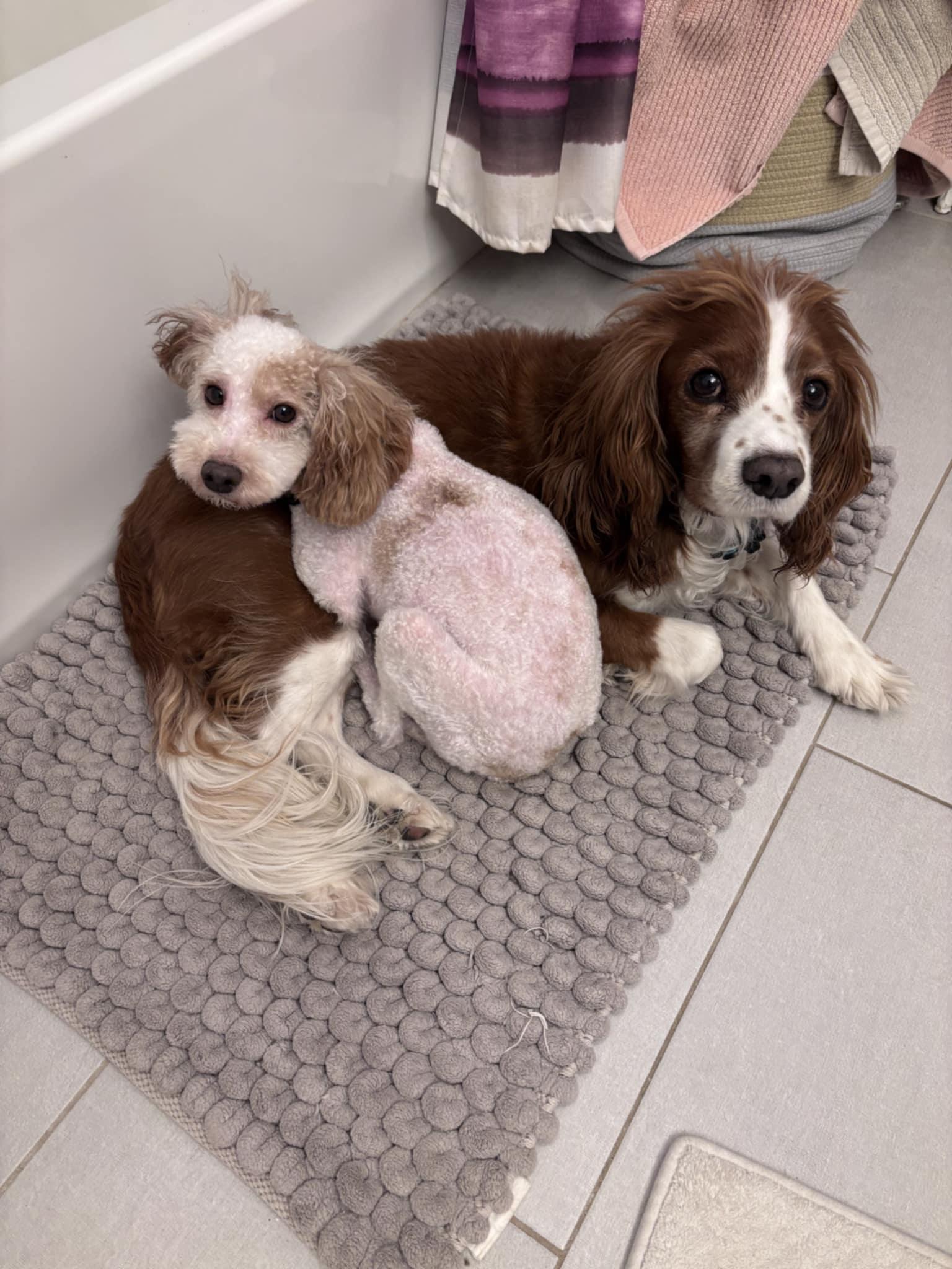 Enlarge Pedro Pascal, a Adoptable Miniature Poodle in Wurtsboro, NY image 5/6