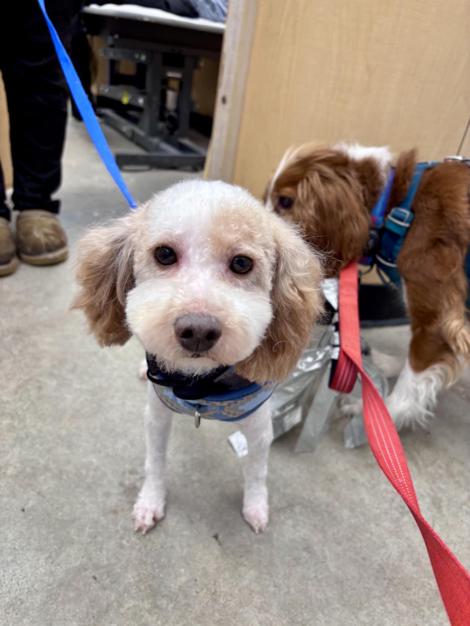 Enlarge Pedro Pascal, a Adoptable Miniature Poodle in Wurtsboro, NY image 1/6