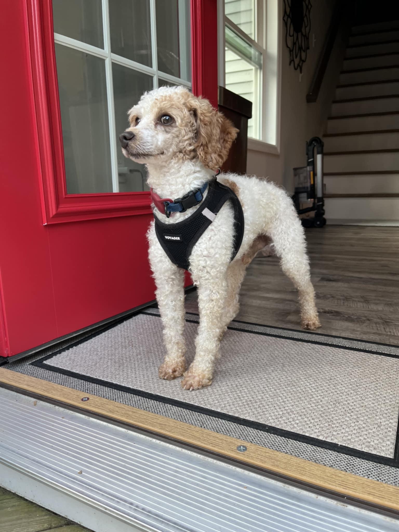 Pedro Pascal, a Adoptable Miniature Poodle in Wurtsboro, NY image 2/6