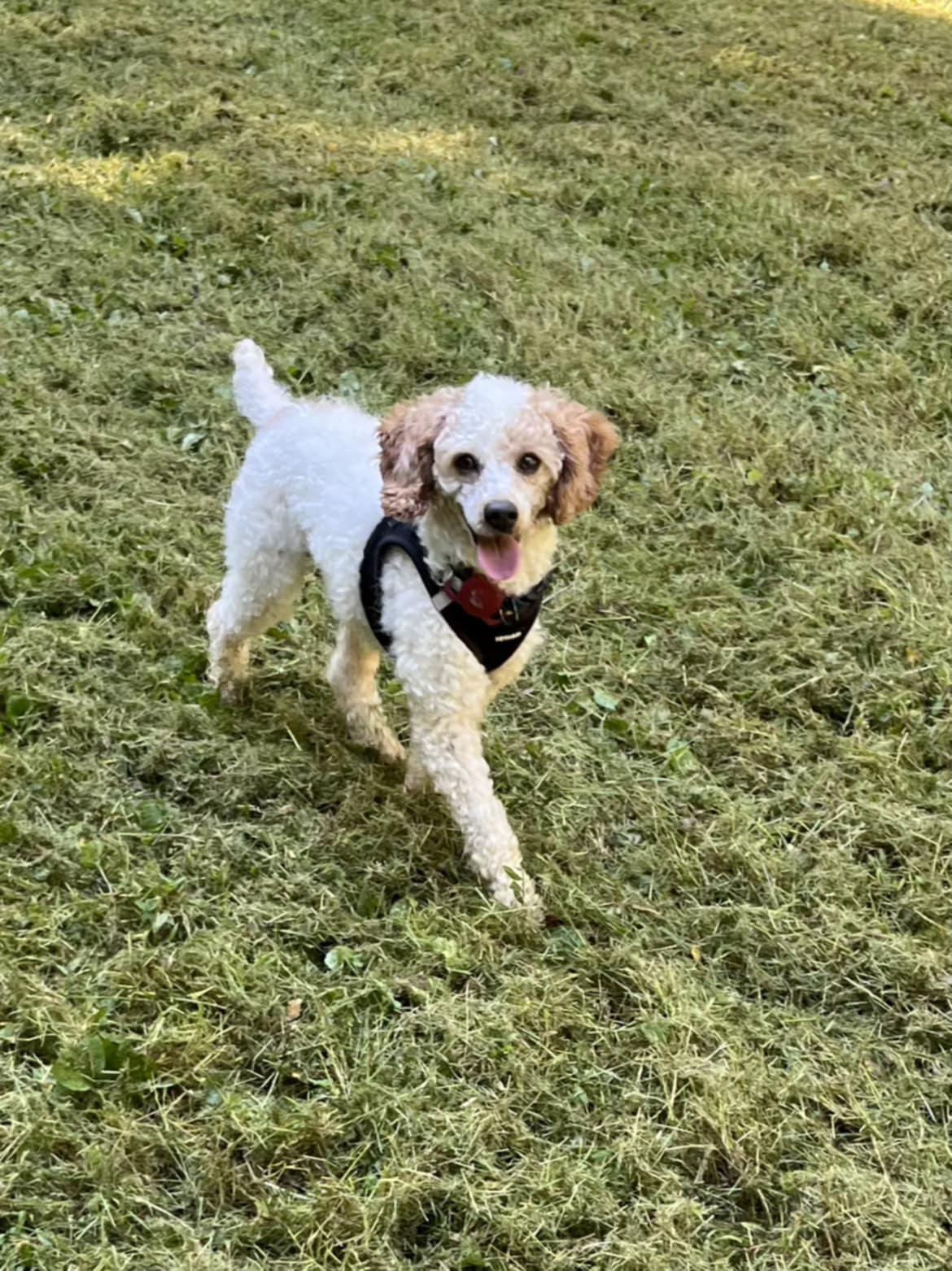 Pedro Pascal, a Adoptable Miniature Poodle in Wurtsboro, NY image 3/6