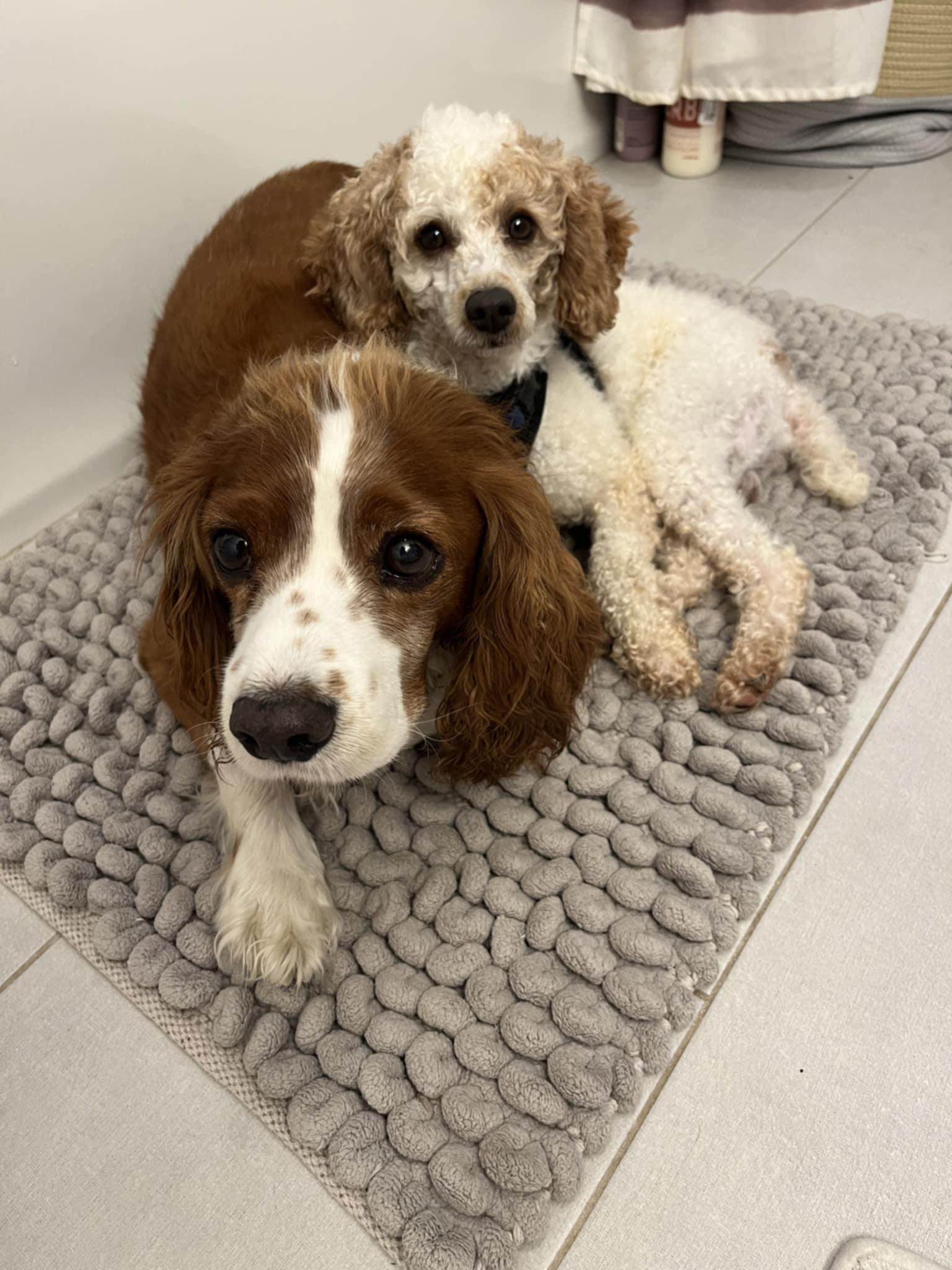 Pedro Pascal, a Adoptable Miniature Poodle in Wurtsboro, NY image 4/6