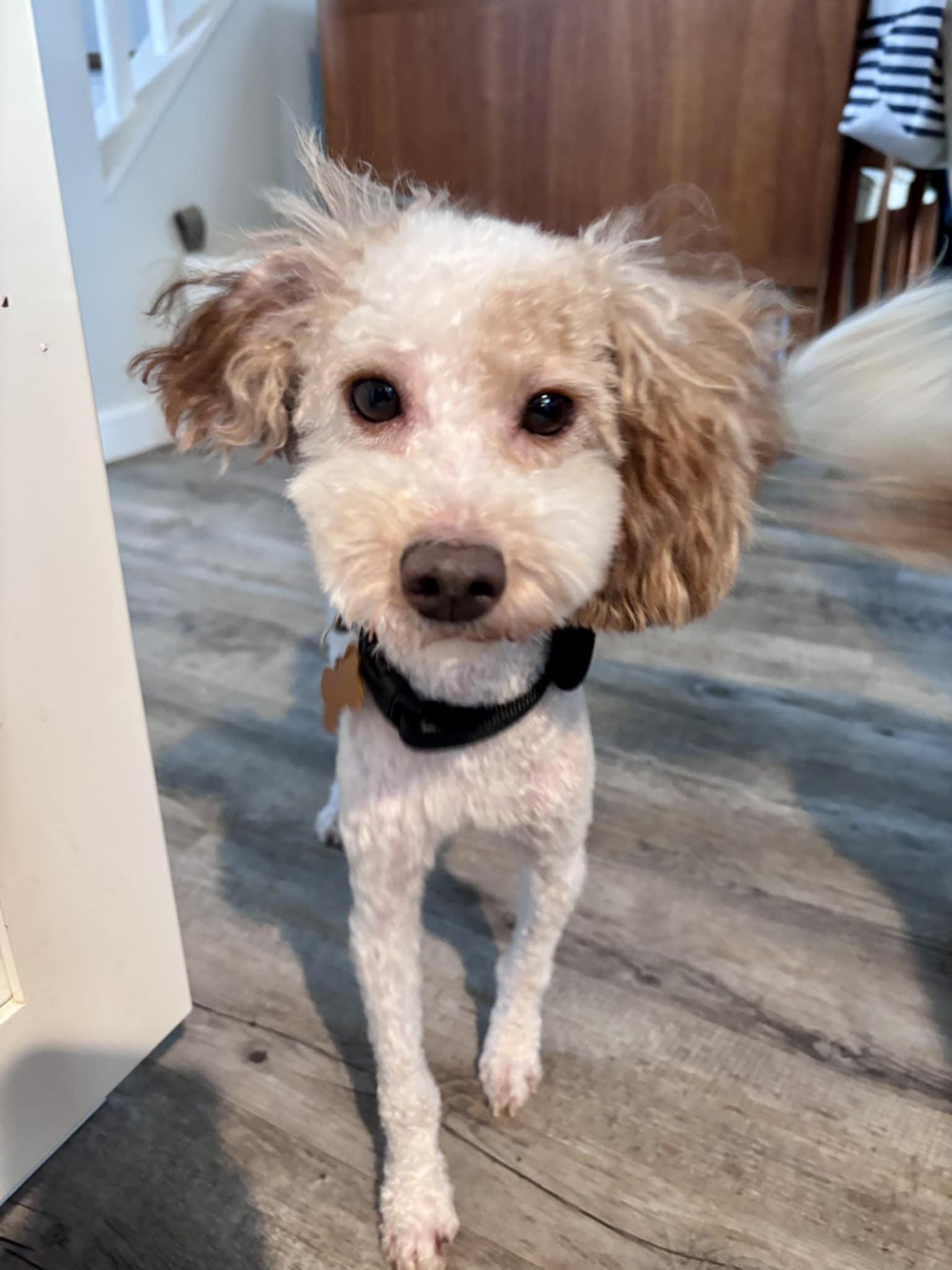 Enlarge Pedro Pascal, a Adoptable Miniature Poodle in Wurtsboro, NY image 6/6