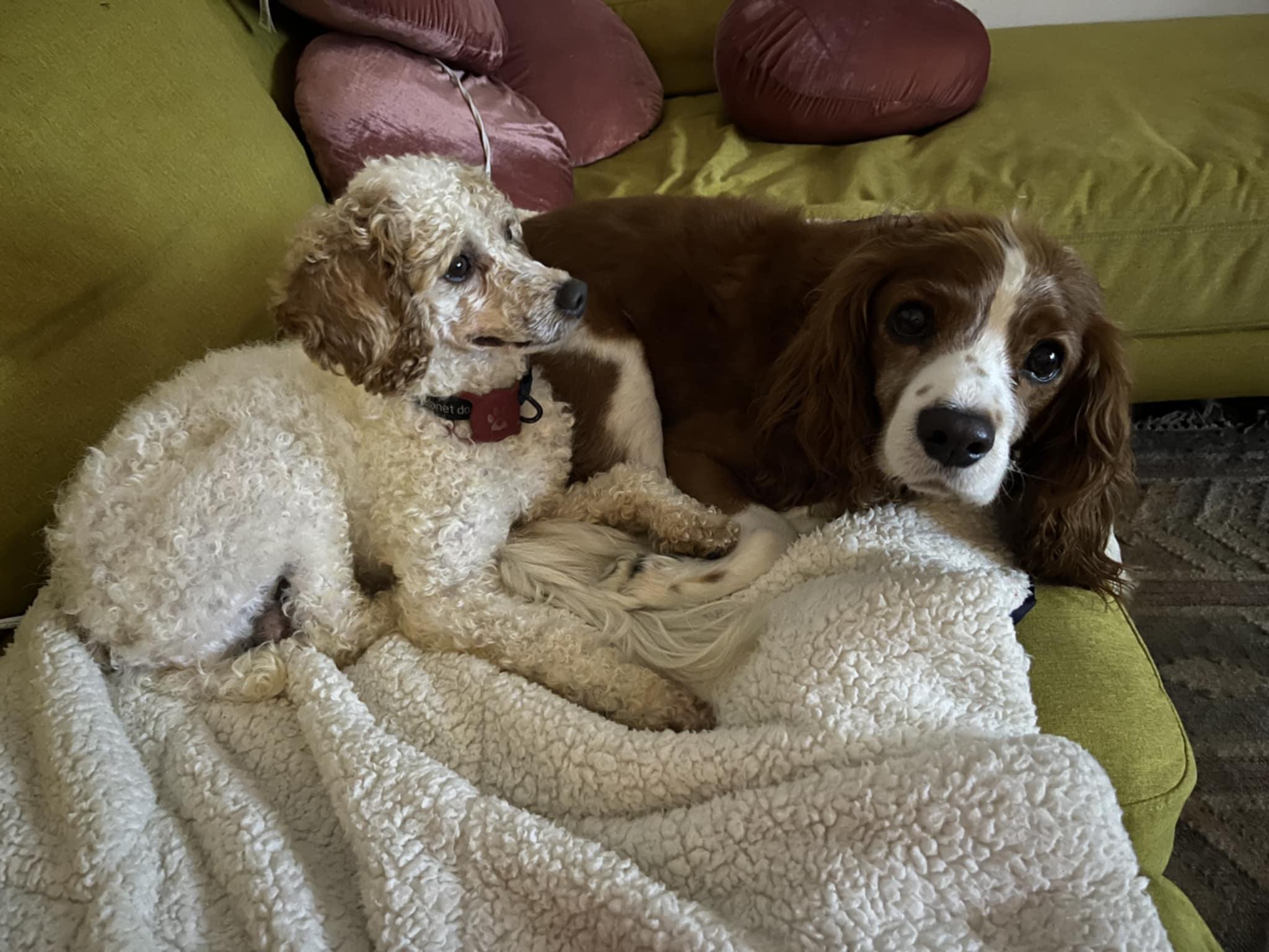 Pedro Pascal, a Adoptable Miniature Poodle in Wurtsboro, NY image 5/6