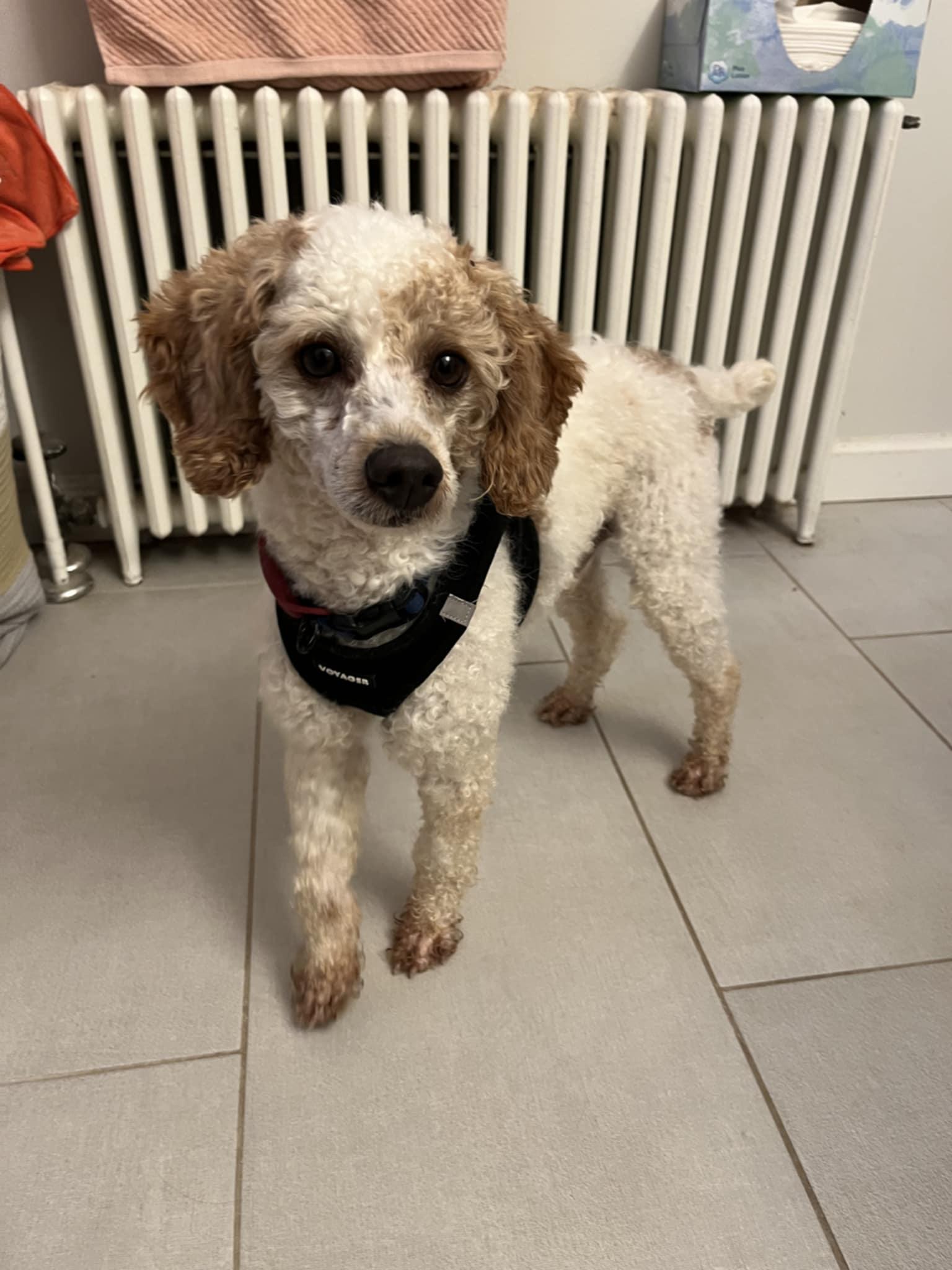 Pedro Pascal, a Adoptable Miniature Poodle in Wurtsboro, NY image 6/6