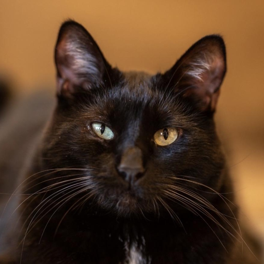 Enlarge Ninja, an adoptable mixed breed in Santa Rosa, CA image 5/5