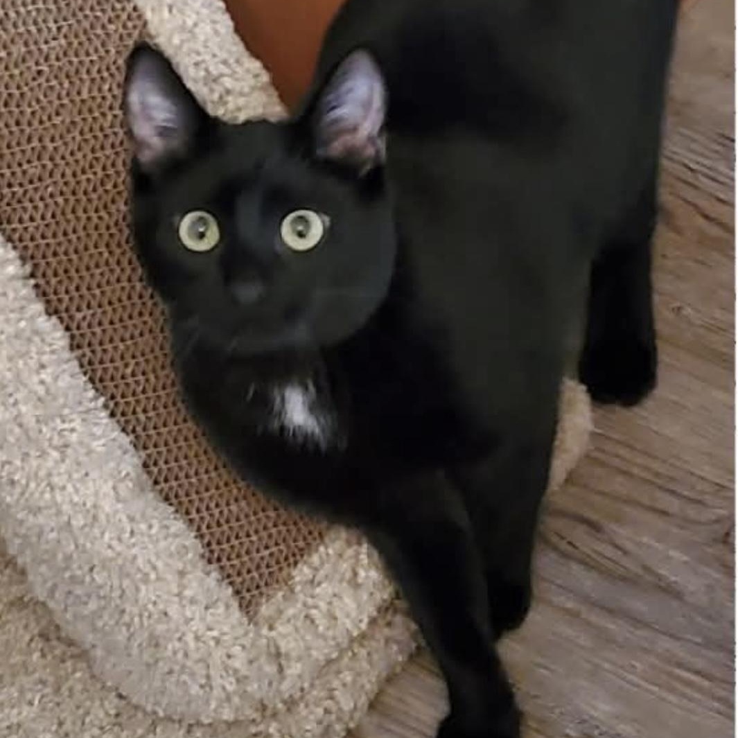 Ninja, a Adoptable Domestic Short Hair in Santa Rosa, CA image 1/2