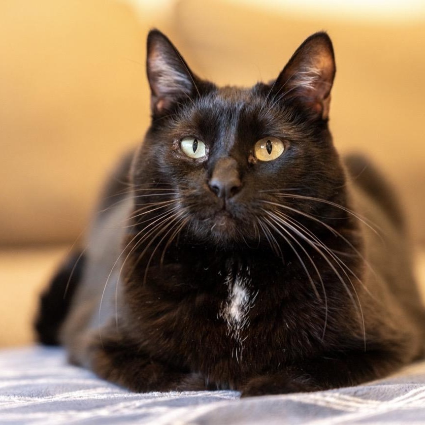 Enlarge Ninja, an adoptable mixed breed in Santa Rosa, CA image 2/5