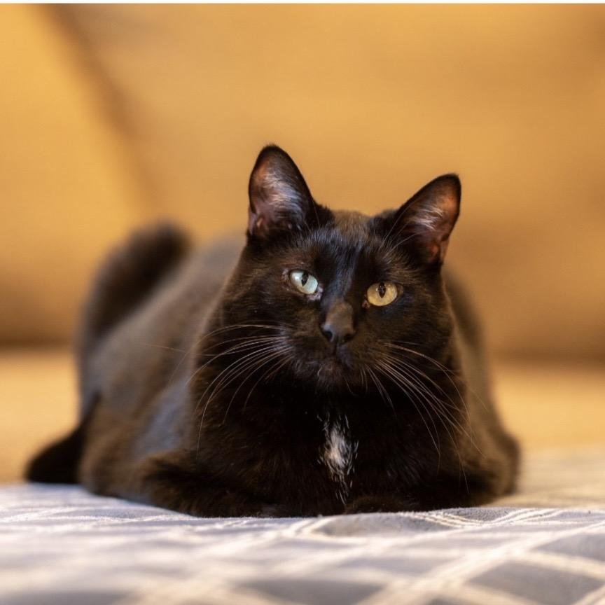 Enlarge Ninja, an adoptable mixed breed in Santa Rosa, CA image 3/5