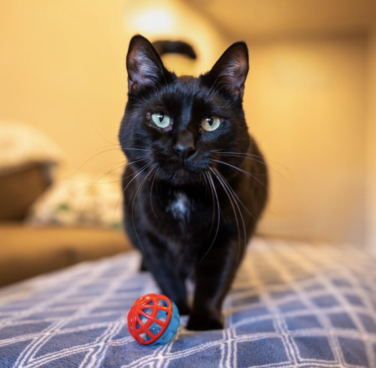 Enlarge Ninja, an adoptable mixed breed in Santa Rosa, CA image 1/5