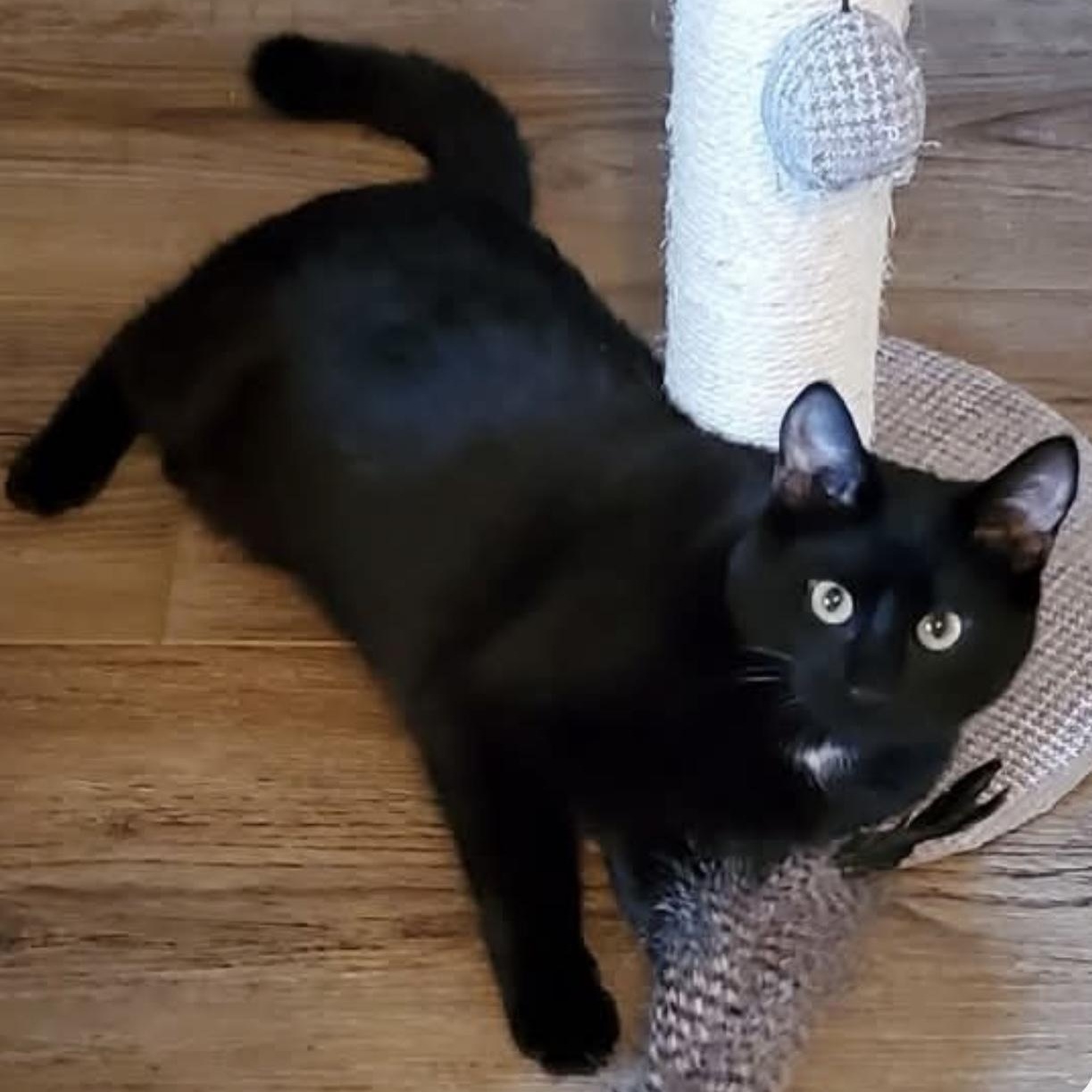 Ninja, a Adoptable Domestic Short Hair in Santa Rosa, CA image 2/2