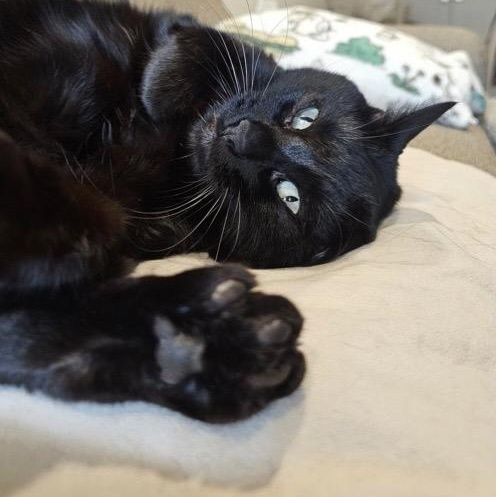 Ninja, adoptable, Adult Female Domestic Short Hair.