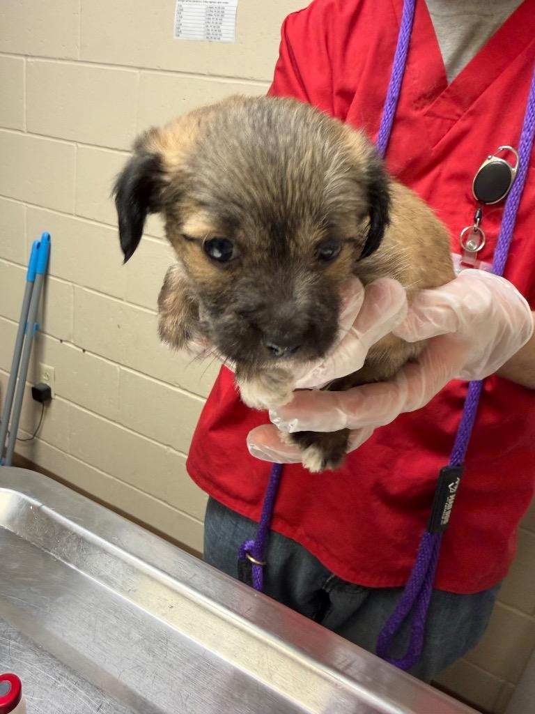 AXEW, Adopted, Puppy Male Terrier.