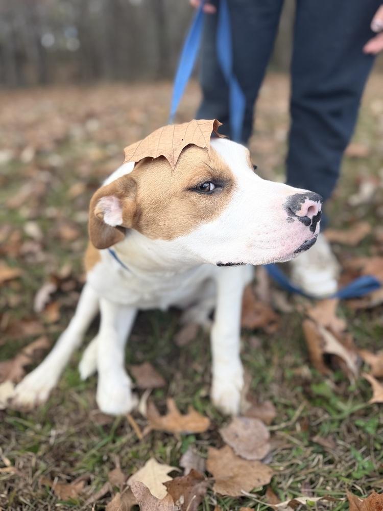 Enlarge Cobain 25D-346, a Adoptable mixed breed in Corinth, MS image 1/6