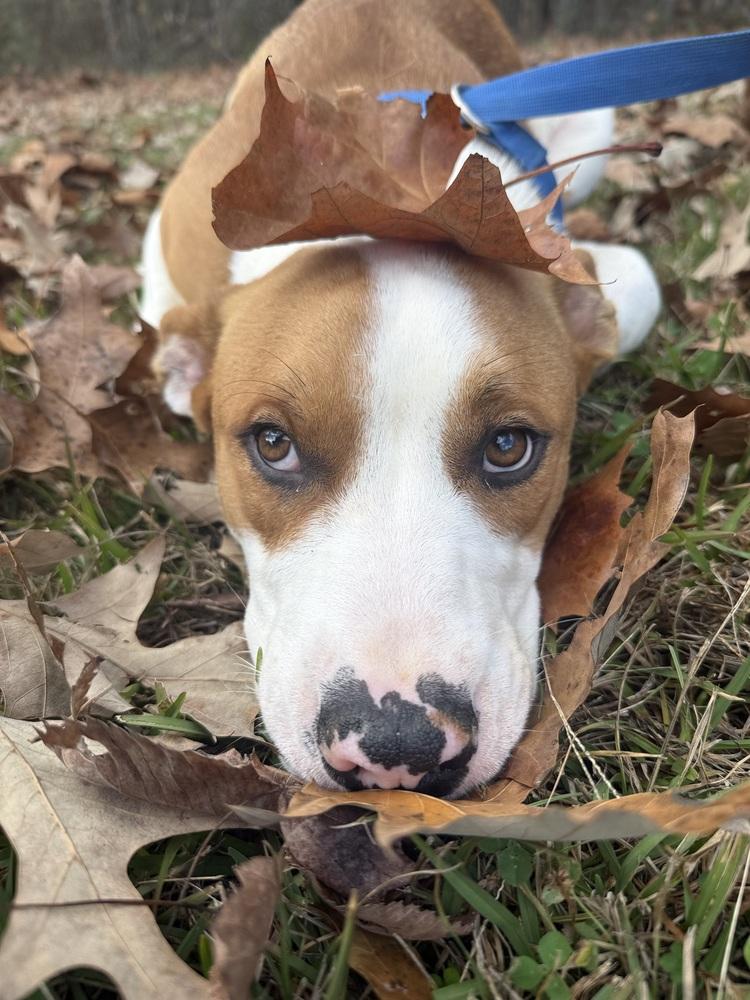 Enlarge Cobain 25D-346, a Adoptable mixed breed in Corinth, MS image 3/6