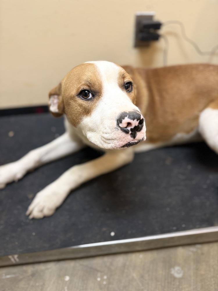 Enlarge Cobain 25D-346, a Adoptable mixed breed in Corinth, MS image 6/6