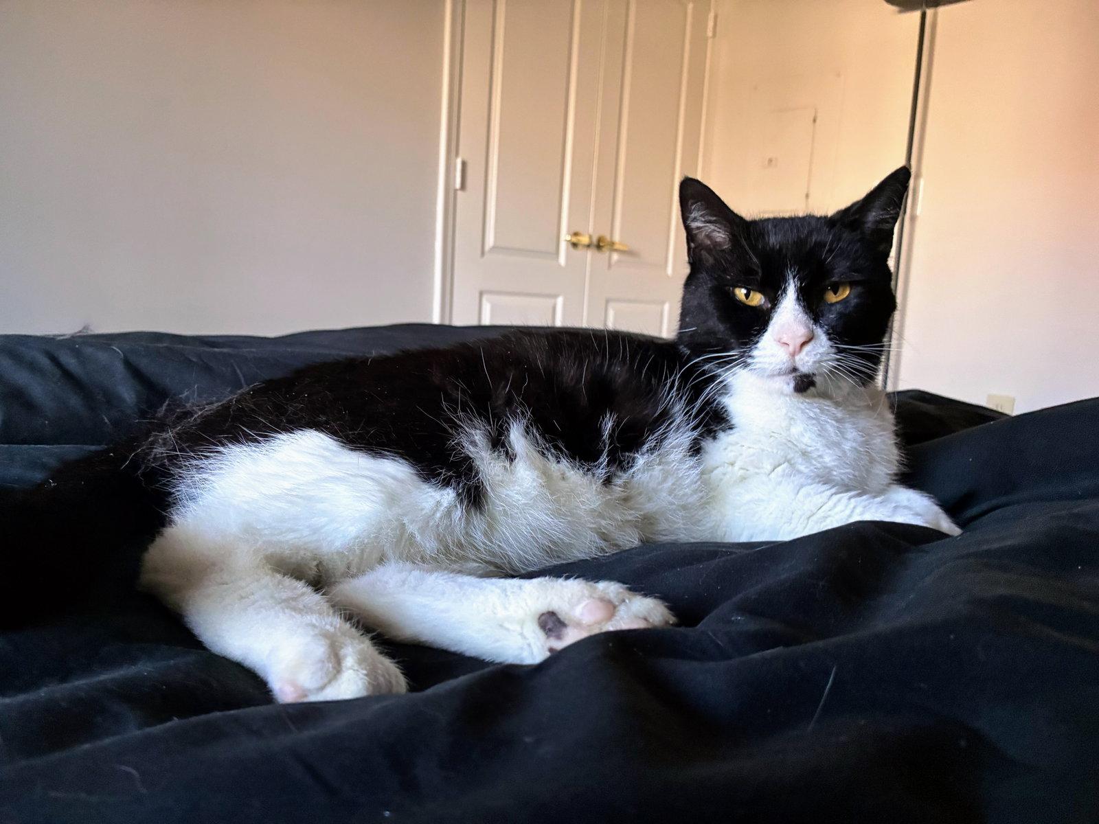 Enlarge Tennessee, a Adoptable Domestic Short Hair in Reston, VA image 1/3